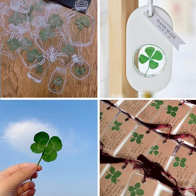 48 Pcs Mix Natural Dried Pressed 4 Leaf Clover - Image 6