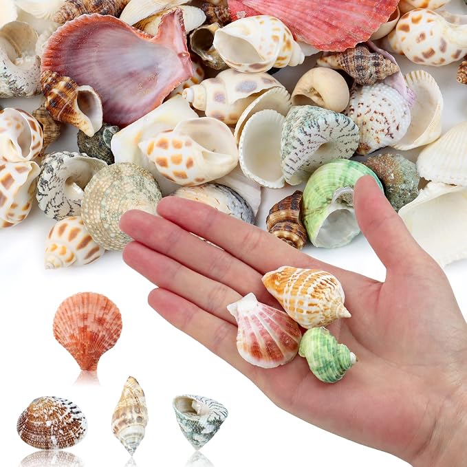 WEOXPR 200 Pcs Sea Shells Bulk Mixed Ocean Beach Seashells - Image 4