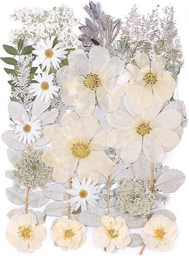 12“ Large Dried Pressed Flowers by ZMRU
