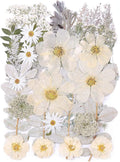 12“ Large Dried Pressed Flowers by ZMRU