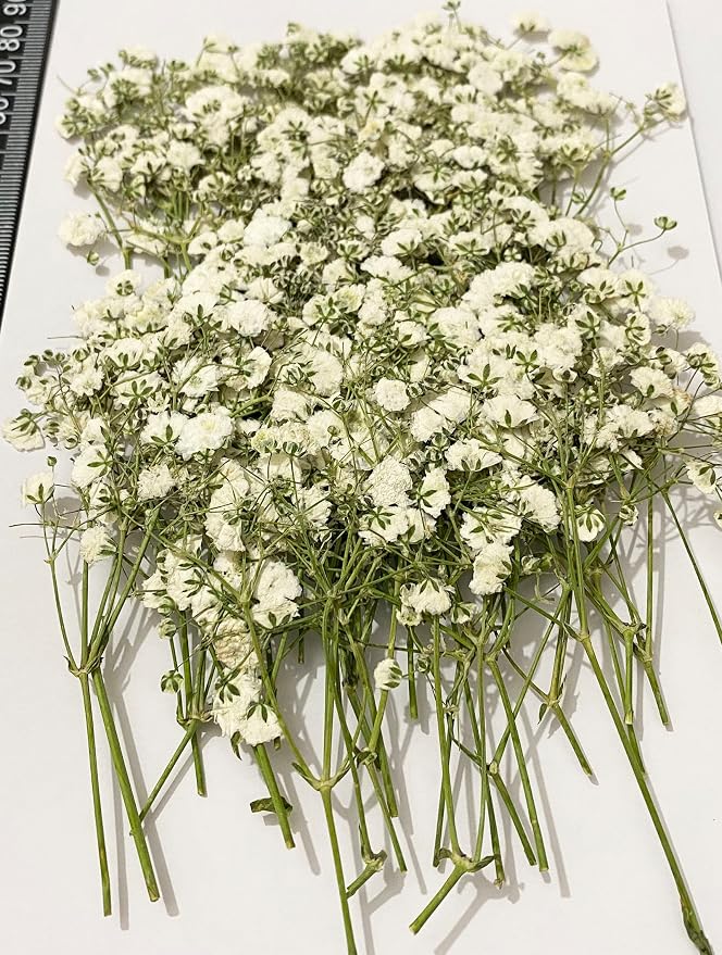 50 pcs White Baby's Breath Real Natural Dried Pressed Flowers by UOKWIWI