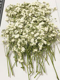 50 pcs White Baby's Breath Real Natural Dried Pressed Flowers by UOKWIWI