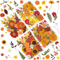 LUXEEASE 120P Yellow Orange Red Dried Pressed Flowers | Warm cozy gradient by LUXEEASE
