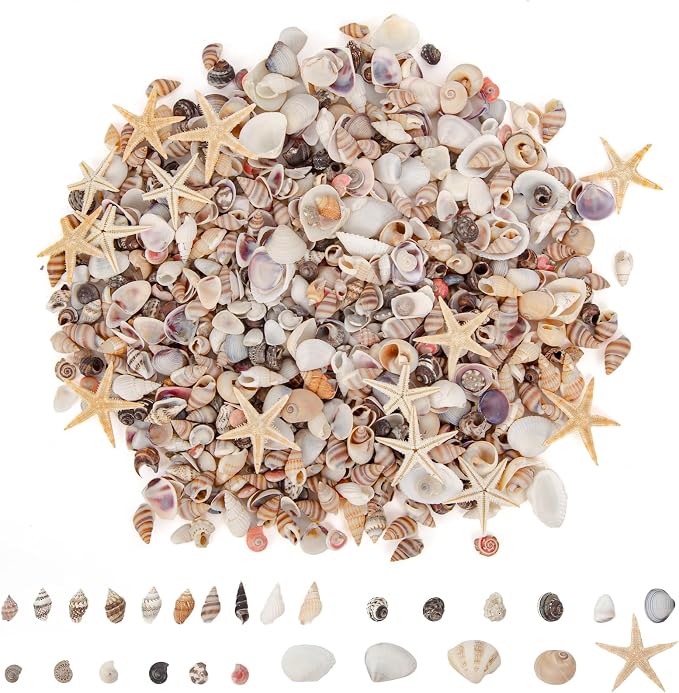 JQAQJU 1000 PCS Mini Sea Shells Small Starfish Mixed, 20 Kinds of Tiny by JQAQJU