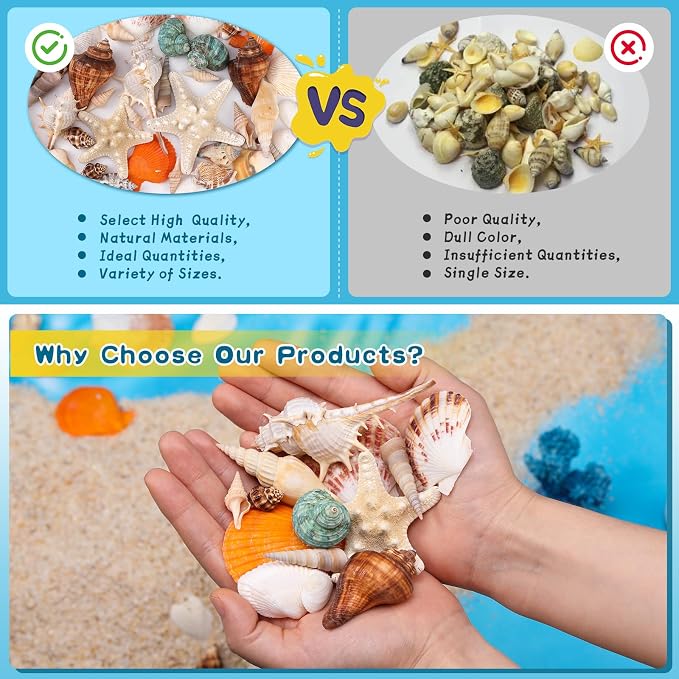 MORFEN Sea Shells, Mixed Ocean Seashells, 15 Kinds 1.2"-3.9" Various Sizes - Image 4