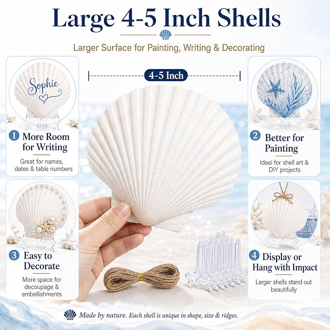 Cizavanta 15 Pack Large Scallop Shells - Image 3