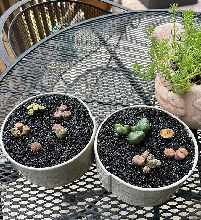 TOYPOPOR 6lb Succulents and Cactus Black Sand, Décor & Additive Tiny Stones - Image 6