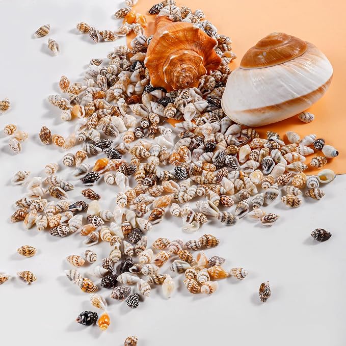 500pcs Natural Tiny Small Seashells - Image 5