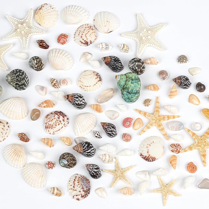 Fangoo 1500 Pieces Small Sea Shells Conch Natural Starfish Mixed Agate Pebble by Fangoo