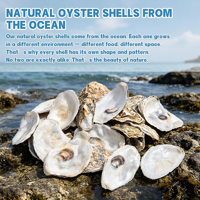 30PCS 3"-4" Flat Oyster Shells, Natural Seashells - Image 5