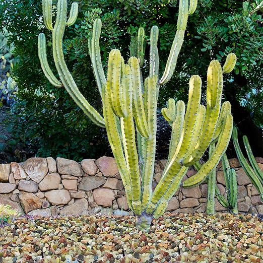 YISZM 5LB Succulent and Cactus Colorful Pebbles, 3/8 Inch Pebbles - Image 6