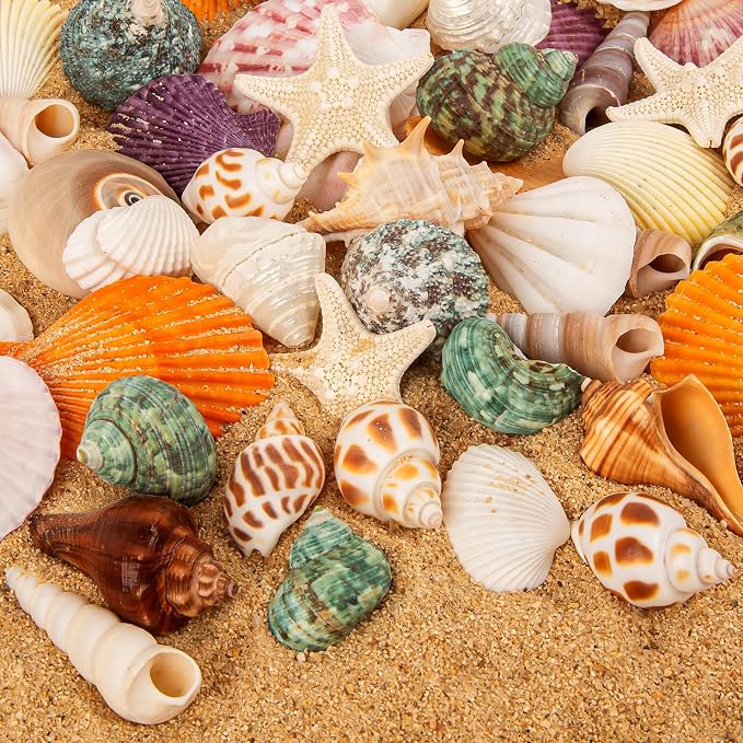 Sea Shell Mixed Ocean Shells Set, 15 Kinds 1.2"-2.7" Various Sizes Natural - Image 4