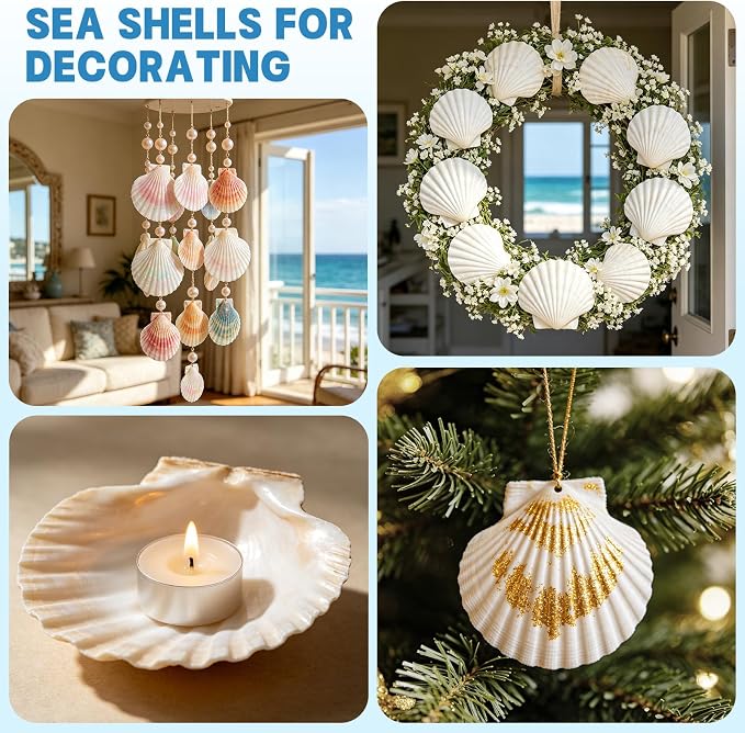 20 PCS 4"-5" Large Scallop Shells - Image 5