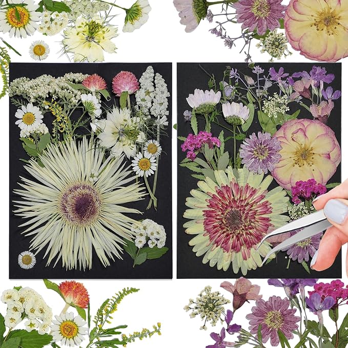 White Dried Pressed Flowers by CONVELIFE
