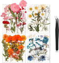 Nuanchu Dried Pressed Flowers for Crafts Resin Real Flat Natural Pressed Flowers by Nuanchu