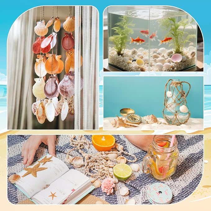 WEOXPR Mixed Sea Shells, 150+ Pcs Beach Seashells Starfish, Various Sizes Ocean - Image 3