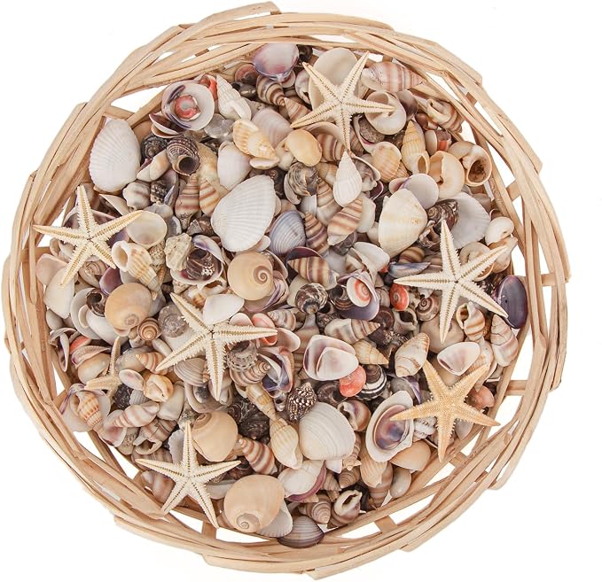 JQAQJU 1000 PCS Mini Sea Shells Small Starfish Mixed, 20 Kinds of Tiny - Image 7