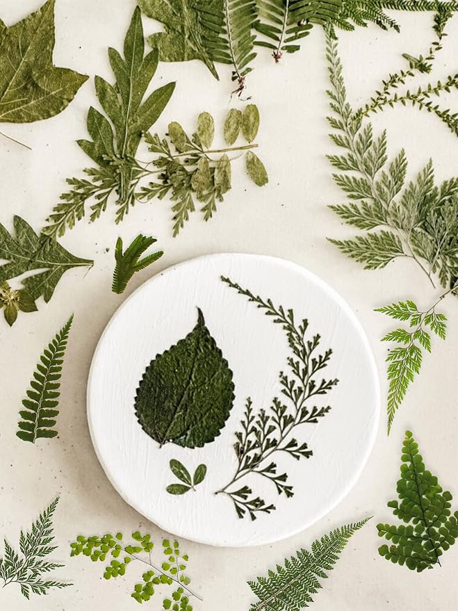 55 Pcs Green Leaves Ferns Dried Pressed Flowers - Image 6