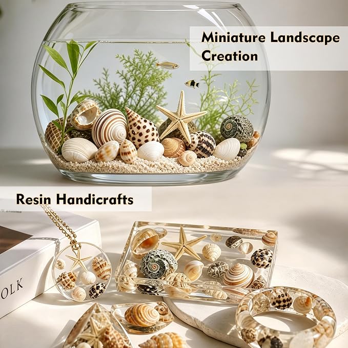 Small Sea Shells 1200Pcs Tiny Seashells Mixed Size Ocean Beach Starfish - Image 6