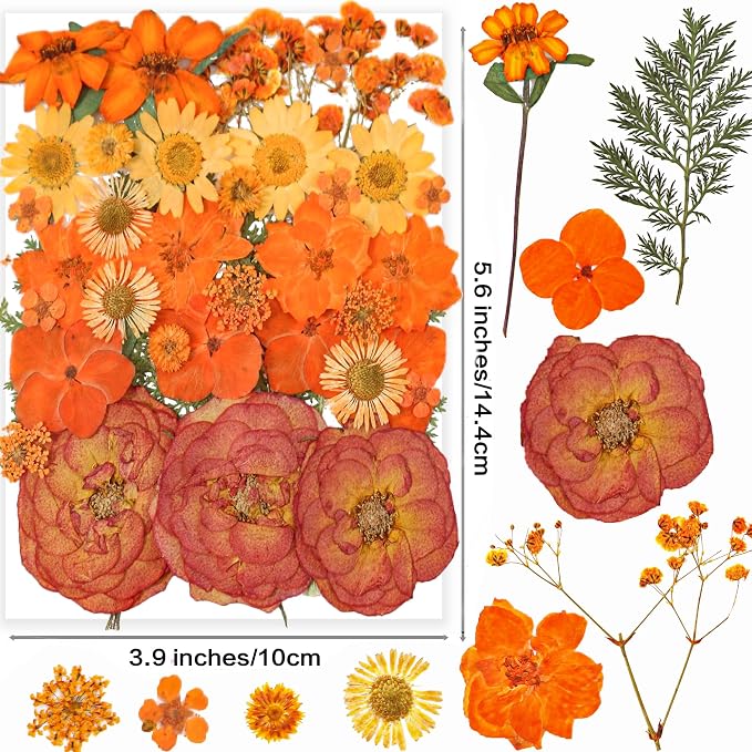 14 Types 37pcs Orange Dried Pressed Flowers - Image 3
