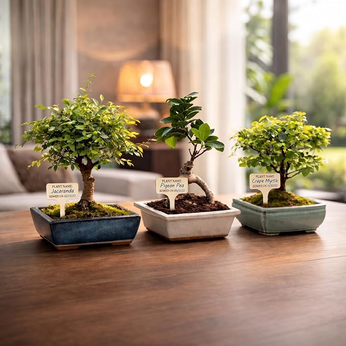 Bonsai Tree Kit Deluxe + Growing Light - Image 10