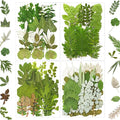 MIKIYA 84Pcs Pressed Dried Leaves by MIKIYA