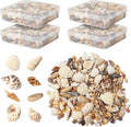 Seashells for Crafts Natural Mixed Seashells, 4 Pack Box, Small Shells for by Unknown