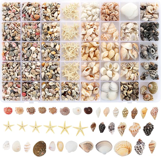 Zefy 23 Types Small Sea Shells for Crafts, Mini Shells for Vase Filler Beach by Zefy
