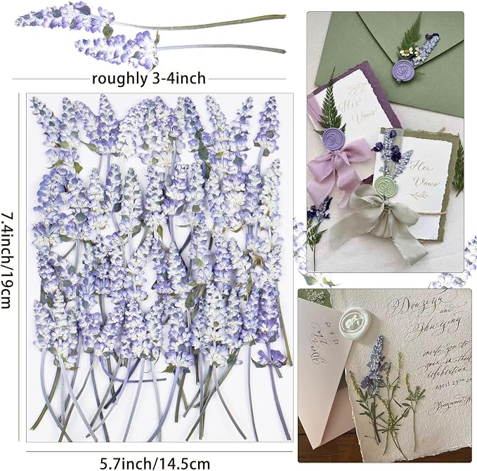 50Pcs Lavender Dried Pressed Flowers - Image 2
