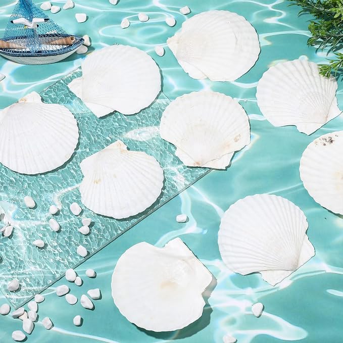 GlikCeil 50 Pcs Sea Shell for Crafting Natural Large Scallop White Oyster - Image 4