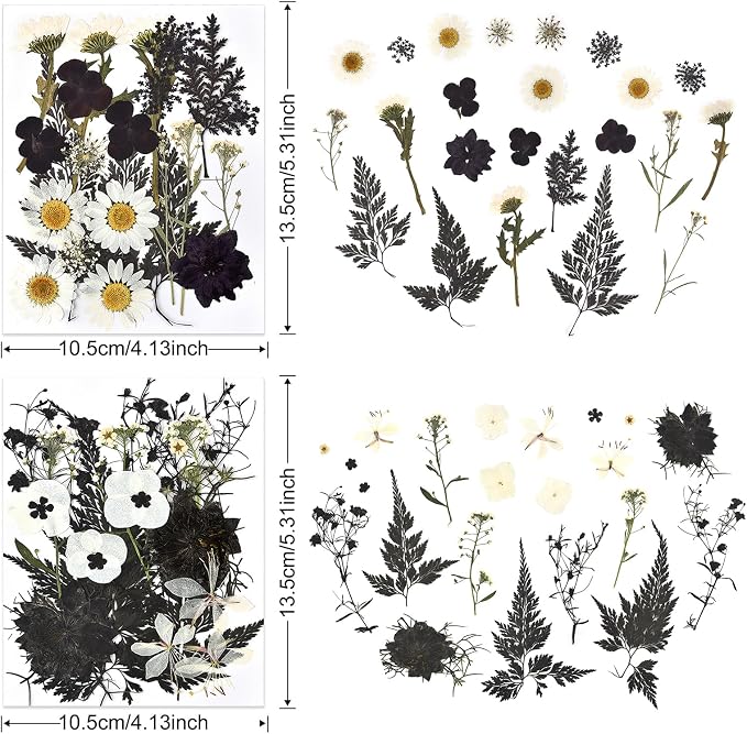 DALARAN Black Dried Pressed Flowers - Image 6