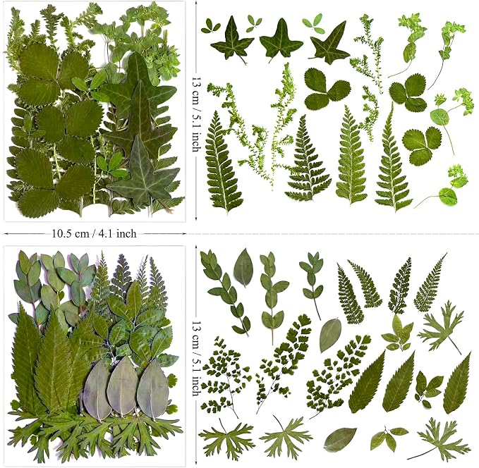 136Pcs Pressed Dried Leaves and Butterfly - Image 5