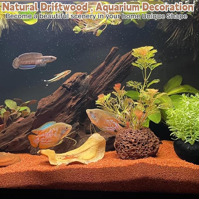 PINVNBY Natural Driftwood for Aquarium Decor Fish Tank Decorations Reptile - Image 7