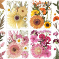 34 Types 60PCS Real Dried Pressed Flowers Leaf Plant Herbarium by Unknown