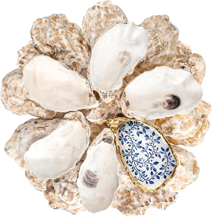 30Pcs 3-4 Inch Concave Oyster Shells by LAMIVORA
