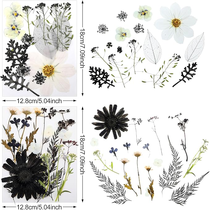 Nuanchu Black White Dried Pressed Flowers - Image 4