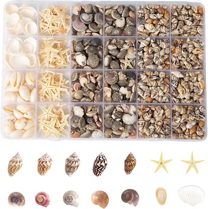 1300Pcs Tiny Sea Shells Mini Small Clam Cowrie Starfish by Unknown