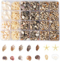 1300Pcs Tiny Sea Shells Mini Small Clam Cowrie Starfish by Unknown