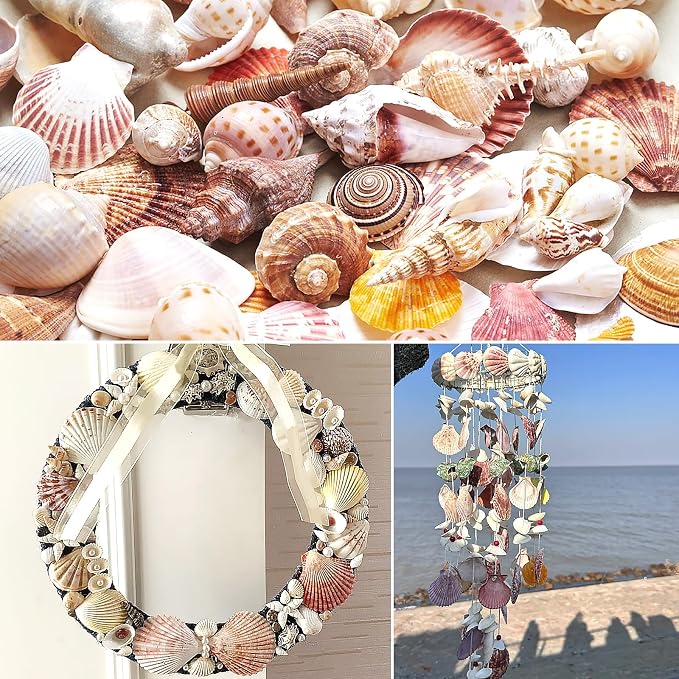 48 PCS Scallop Shells Natural Seashell, Fish Tank and Vase Filler - Image 3