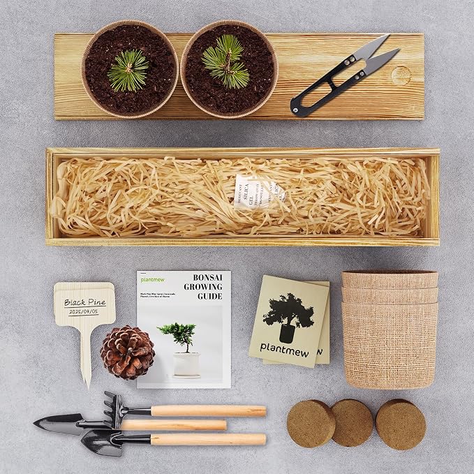 Bonsai Tree Kit for Beginners - Image 2