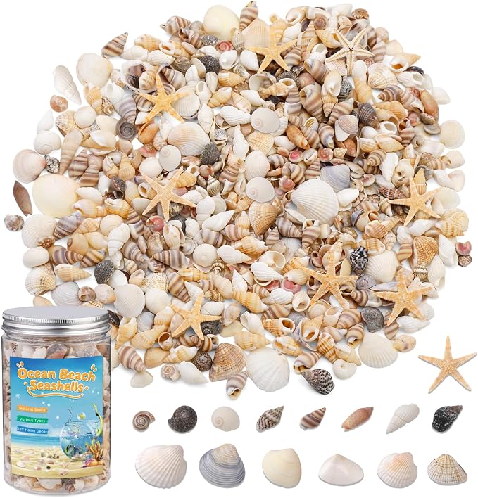 1200 Pcs Tiny Sea Shells, Seashells by ZXIIXZ