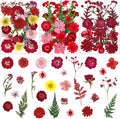 75 Pcs Red Dried Flowers Real Natural Pressed Leave Petals by LUCISKY
