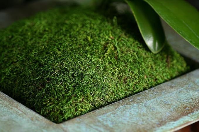 SuperMoss Sheet Moss – Flat Moss - Image 3