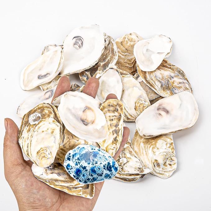QICQDRAM 20PCS Flat Oyster Shells 2-3" Small Natural White Shells by QICQDRAM