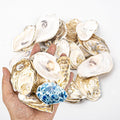 QICQDRAM 20PCS Flat Oyster Shells 2-3" Small Natural White Shells by QICQDRAM