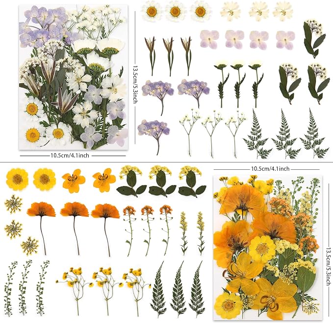 LUXEEASE 4 Color 110P Long Stem Dried Pressed Flowers | Long stems - Image 2