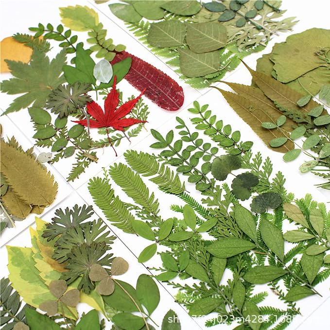 84 Pcs Dried Leaves Pressed Flowers - Image 3