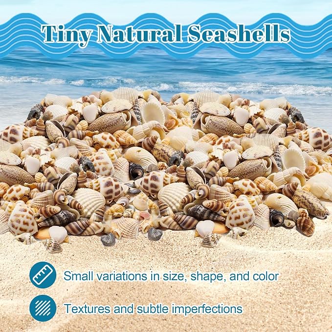 Seashells for Crafts Natural Mixed Seashells, 4 Pack Box, Small Shells for - Image 3