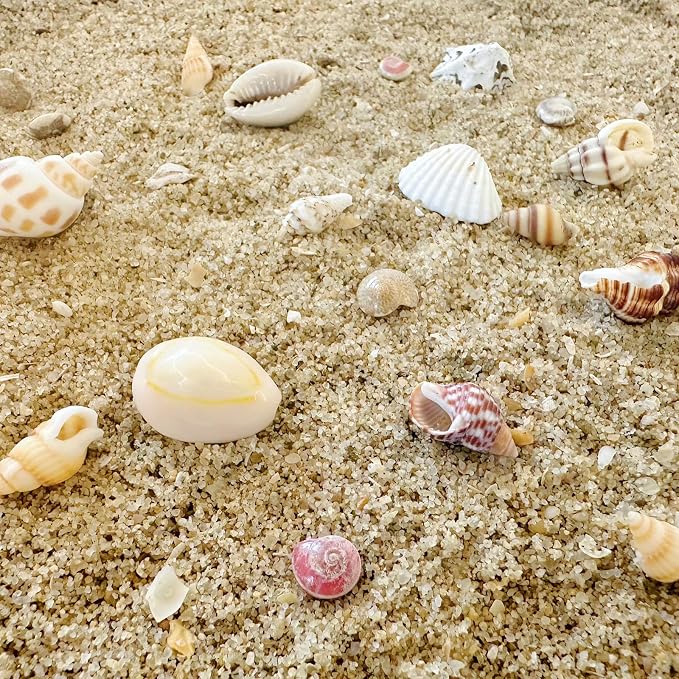 2000 PCS 12 Kinds of Tiny Sea Shells - Image 6