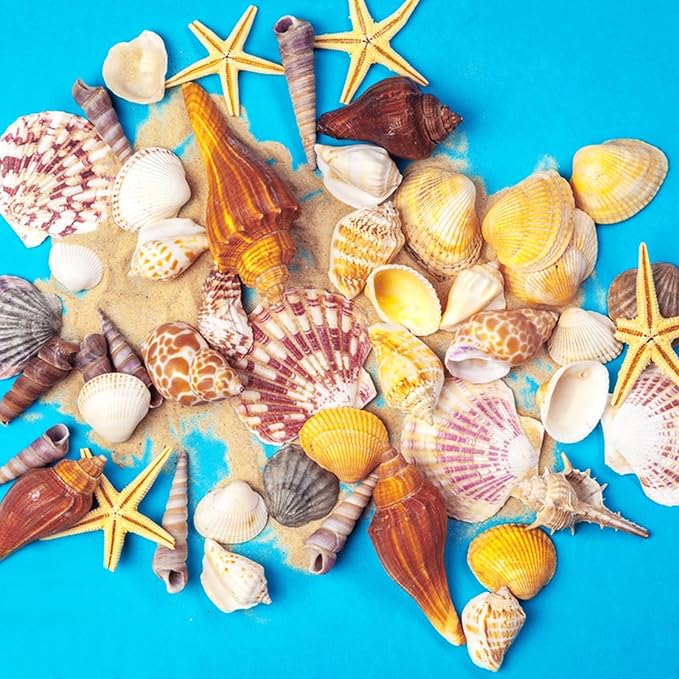 30 PCS+ Scallop Shells Natural Seashell, 1.5"-2.5" Natural Scallop Shells Small - Image 6